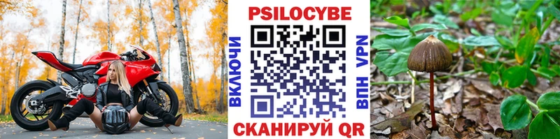 Псилоцибиновые грибы Psilocybe Курган